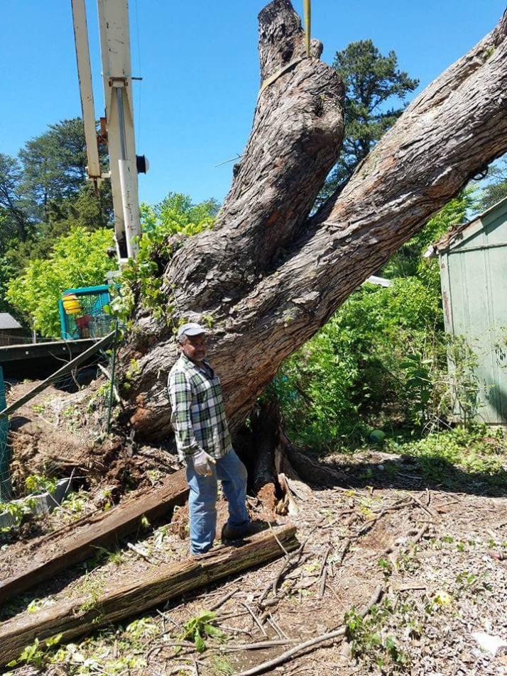 When can you trim trees in minnesota, 22551 Spotsylvania VA